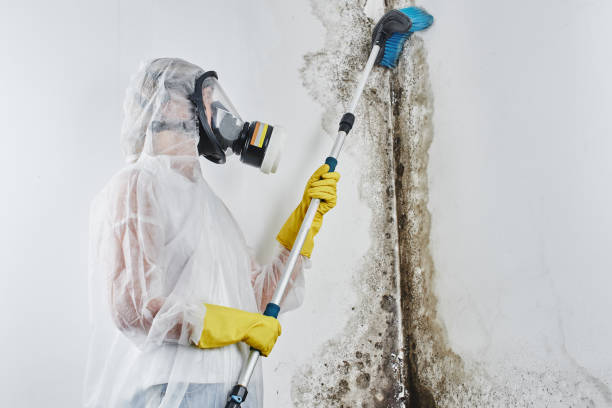 Best Mold Remediation for Schools in Blue Ridge, TX