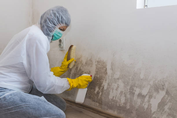 Professional Mold Remediation in Blue Ridge, TX