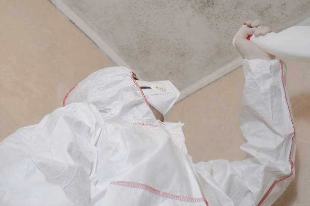 Best White Mold Remediation in Blue Ridge, TX