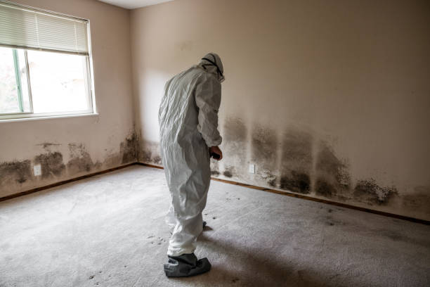 Best Residential Mold Remediation in Blue Ridge, TX