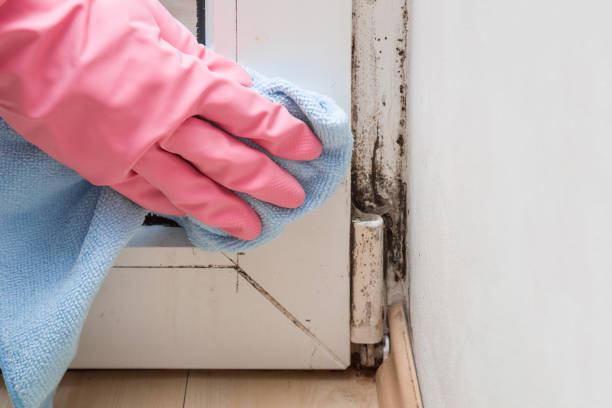Best Post-Flood Mold Remediation in Blue Ridge, TX