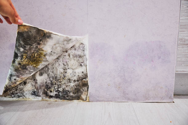 Reliable Blue Ridge, TX Mold Remediation Solutions